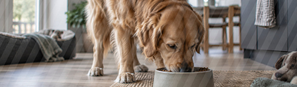 Foderallergi hos hund - sådan forstår du en eliminationsdiæt