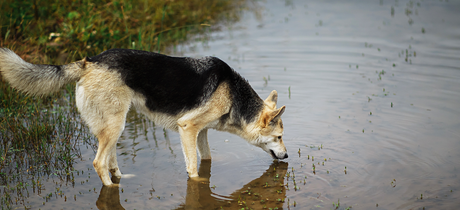 Forgiftning af alger hos hunde