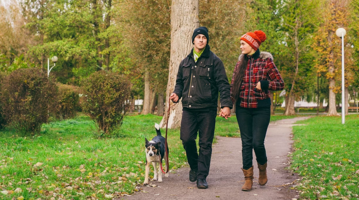 Gåture med Din Hund: Udforskningens Magi og Sundhedens Skat