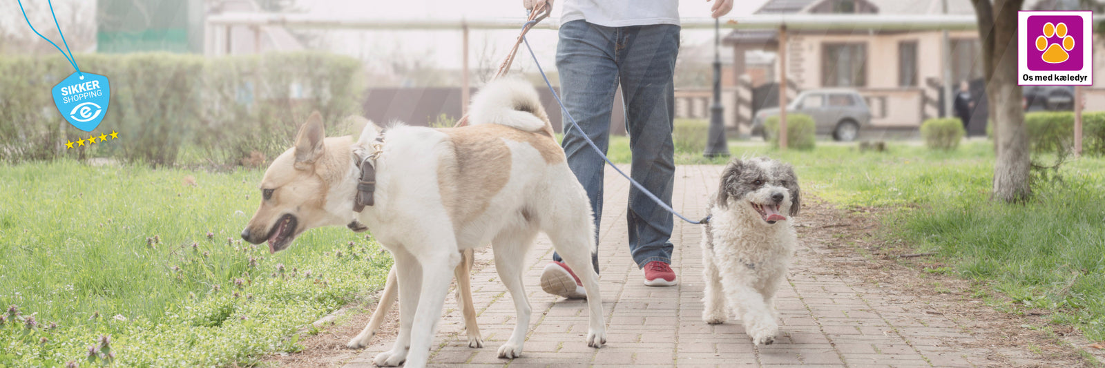 Gåturens ABC – udstyr og tips til både byhund og skovtrold