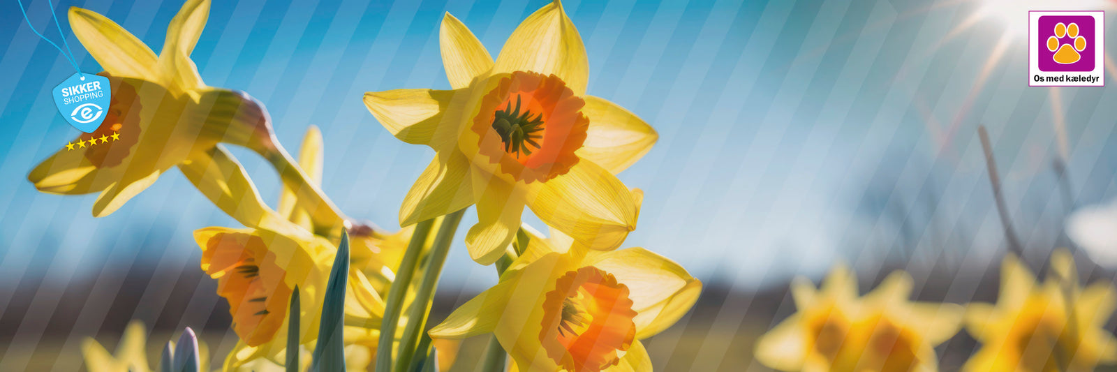 Giftige forårsblomster for din hund og kat