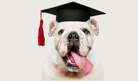 Gode ideer til at stimulere din hund
