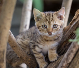 Guide: Bliv klar til killinger