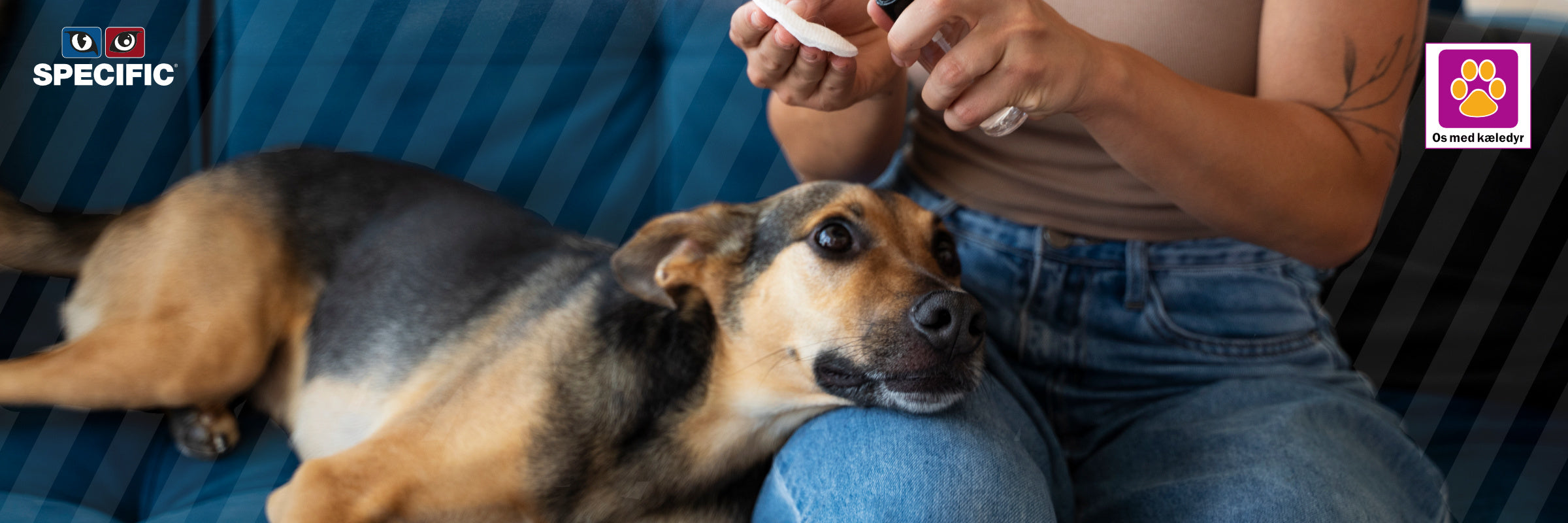 Hudproblemer hos hunde – årsager, symptomer og hvordan du hjælper med foder