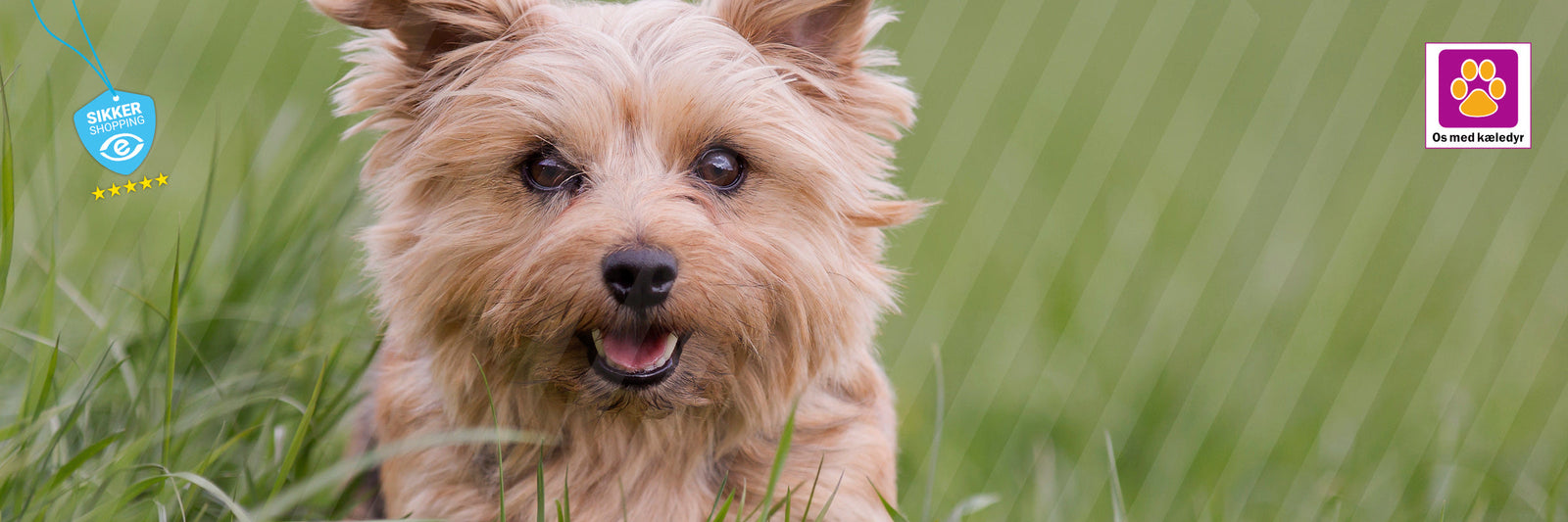 Hundefoder til små og store hunde