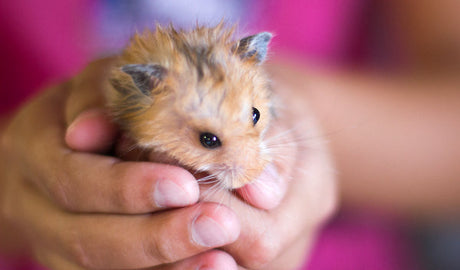 Huskeliste ved køb af hamster