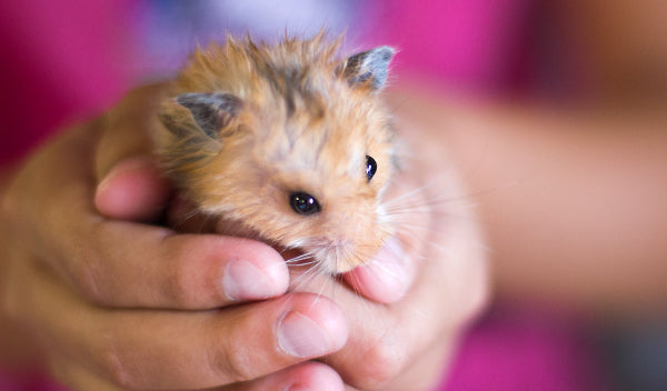 Huskeliste ved køb af hamster