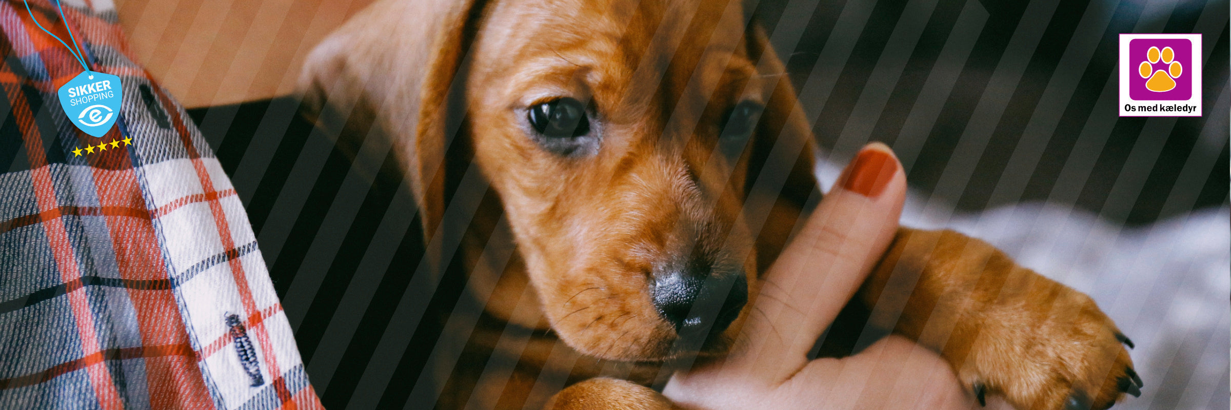 Hvad skal du overveje, når du vælger hvalp?