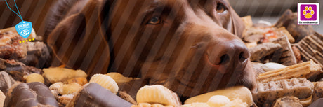 Hvilke godbidder skal jeg vælge til min hund? Find den perfekte snack her