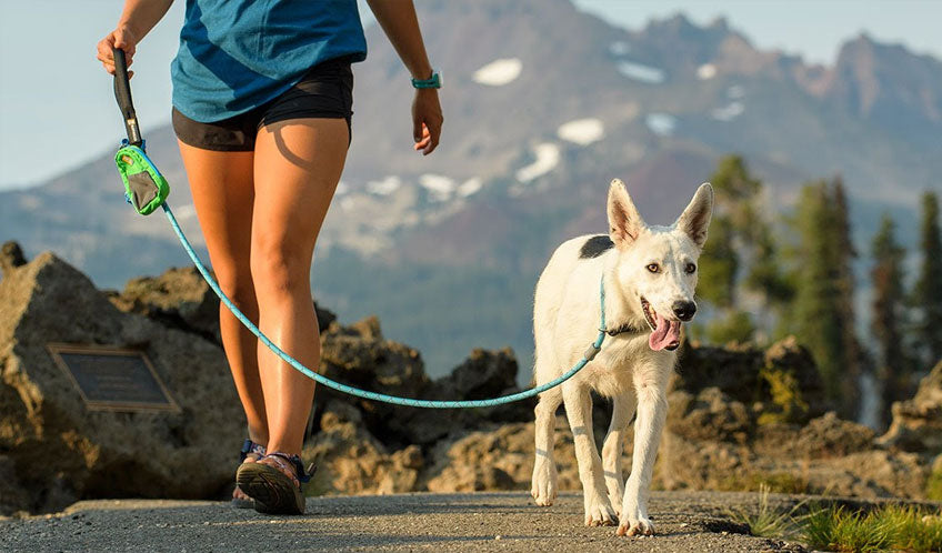Hvilken hundesele eller halsbånd skal du vælge?