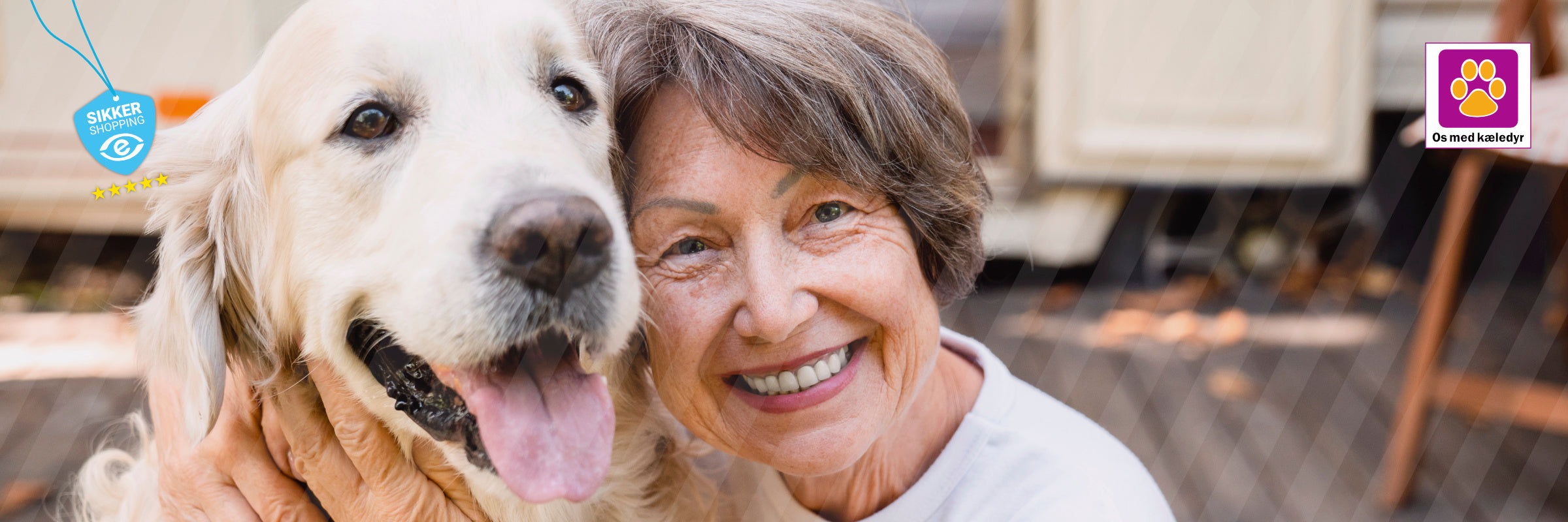 Hvilken hund passer bedst til seniorer?