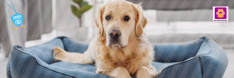Hvilken hundeseng er bedst? – Vores danske guide til at vælge den rigtige seng
