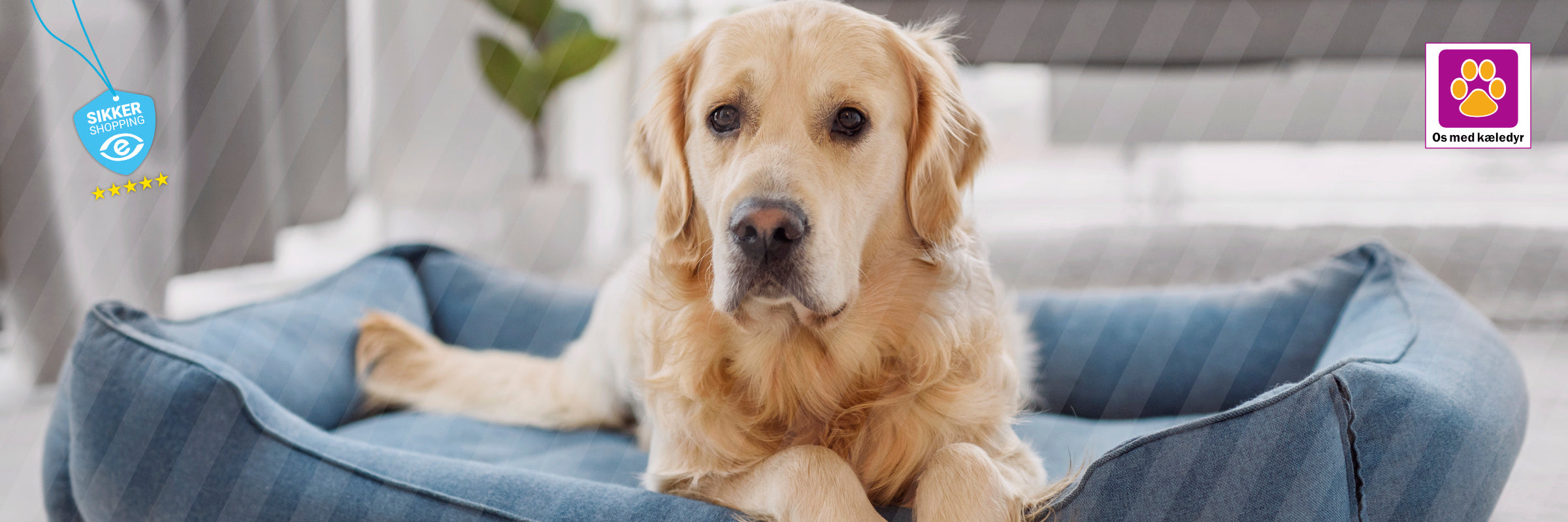 Hvilken hundeseng er bedst? – Vores danske guide til at vælge den rigtige seng