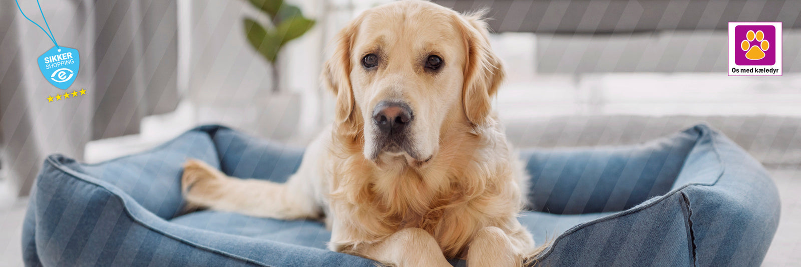 Hvilken hundeseng er bedst? – Vores guide til at vælge den rigtige seng