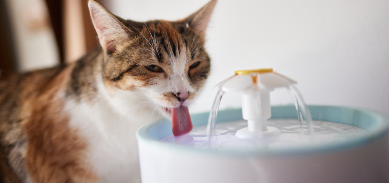 Hvor meget skal din kat egentlig drikke af vand?