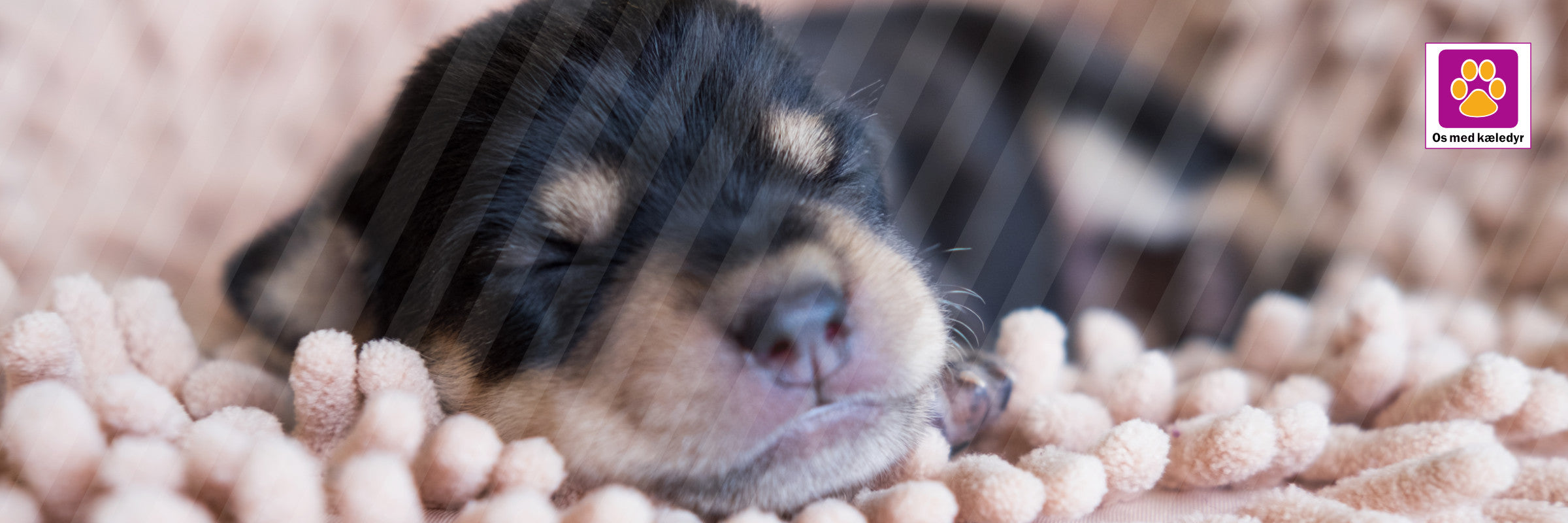 Hvor skal min hvalp sove? Den komplette guide til den rette soveplads