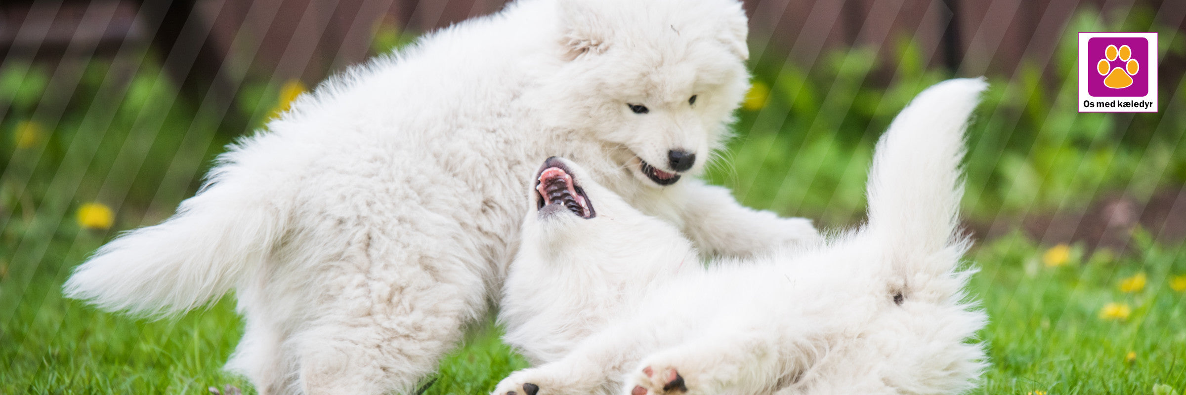 Hvalp humper – hvad betyder det?