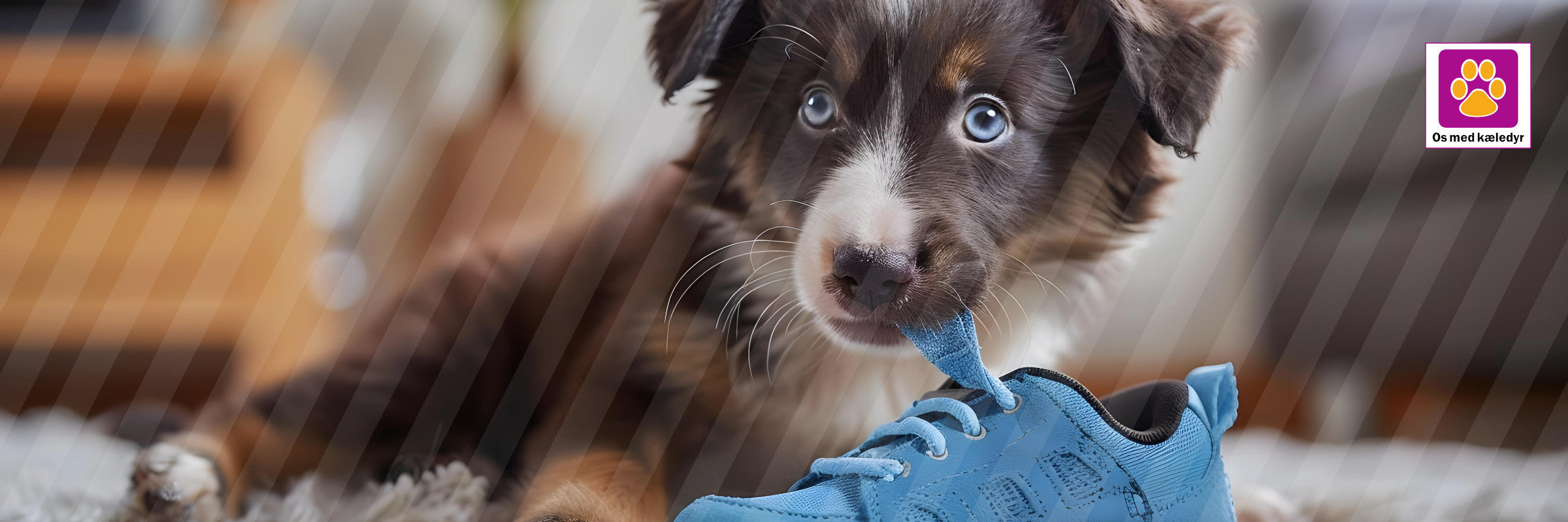 Hvordan stopper jeg min hvalp med at tygge i alt?