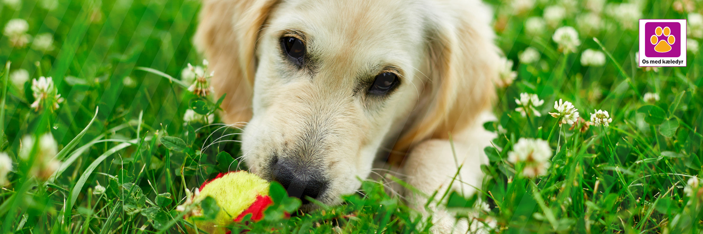 Hvornår må min hvalp komme udenfor? Den komplette guide til første gåtur
