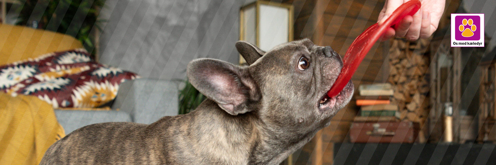 Indendørs træning og leg for hunde – sådan får I motion på fire vægge