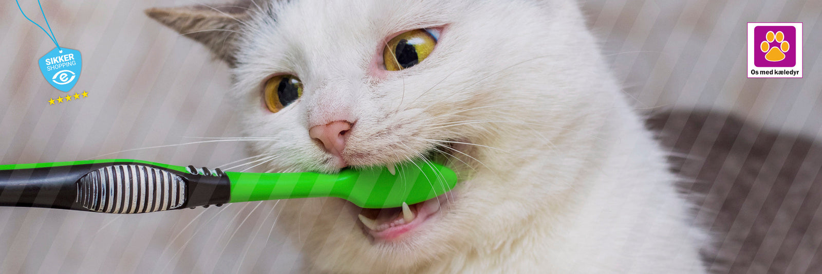 Kattens tænder – udvikling, tandproblemer og hvordan du forebygger dem