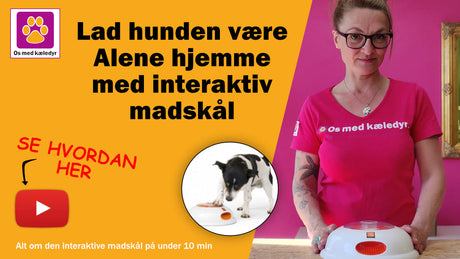 Lad hunden være alene hjemme med den interaktive madskål fra Pulse