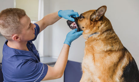 Mange hunde og katte har tandproblemer
