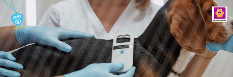 Microchip til hvalpe – regler, fordele og alt du skal vide i Danmark