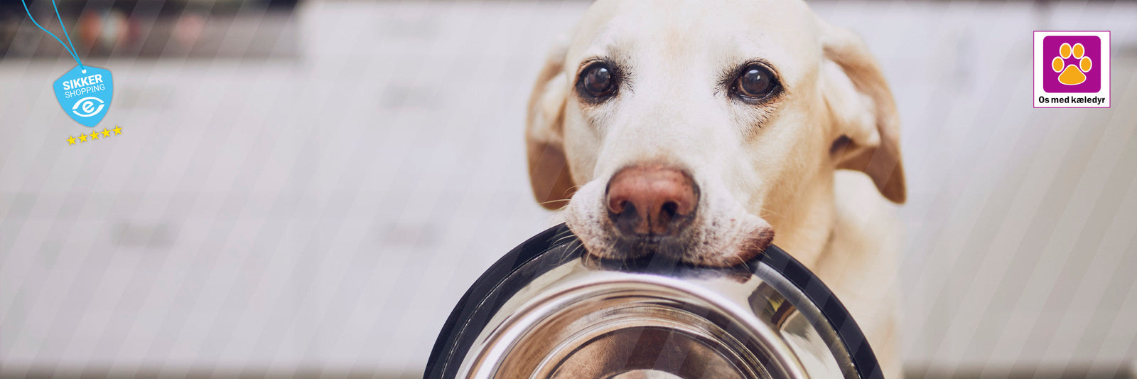 Min hund er altid sulten – Det kan du gøre!