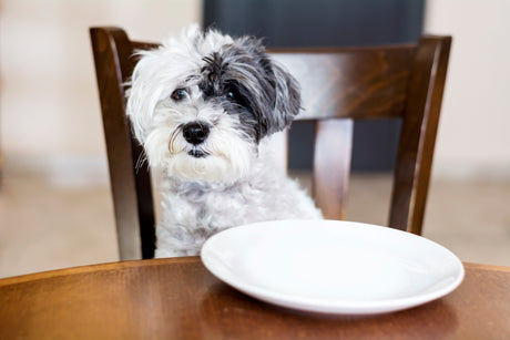 Min hund er altid sulten – Det kan du gøre!