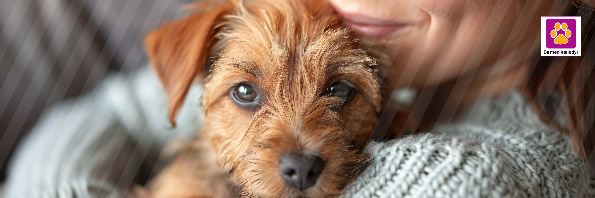 Når du får din hvalp hjem – den komplette guide til en tryg start