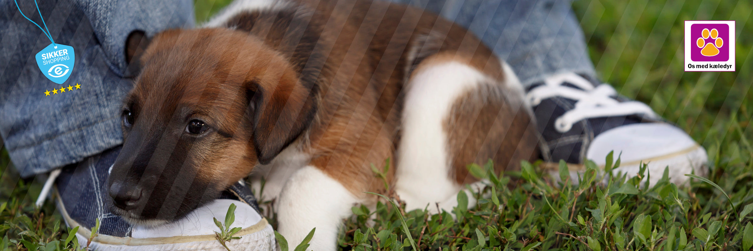 Når hvalpen flytter ind – sådan får I en tryg start