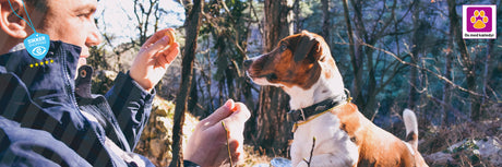 Naturlige godbidder til hunde – Hvorfor de er et sundere valg