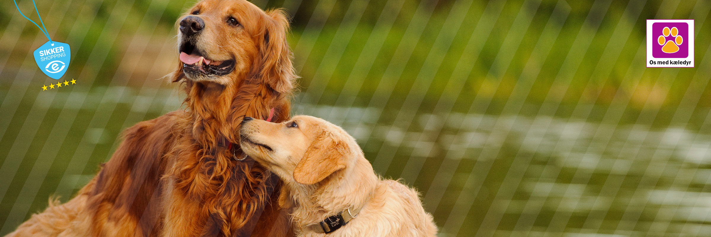 Ny hvalp og ældre hund: sådan får I en tryg introduktion