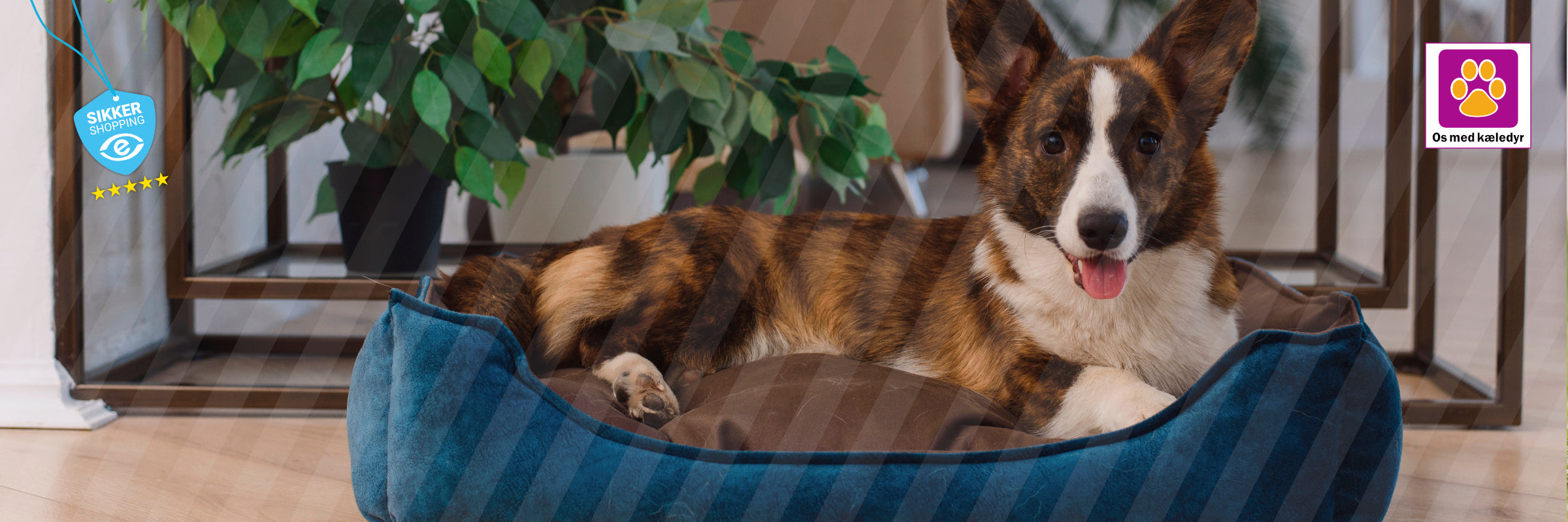 Overvejer du hvalp? Husk de løbende udgifter