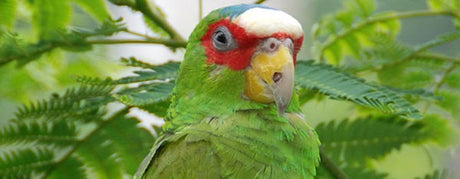 Hvidpandet amazone papegøje  - også kaldet Brille amazone