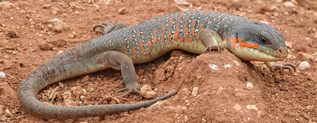 Pasningsvejledning for Berberskink - Eumeces algeriensis