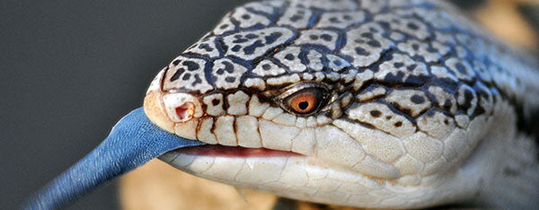 Pasningsvejledning for Blåtungeskink Tiliqua scincoides