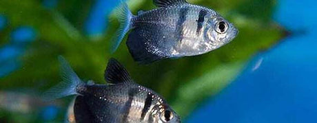 Pasningsvejledning for Sort Tetra - Gymnocorymbus ternetzi