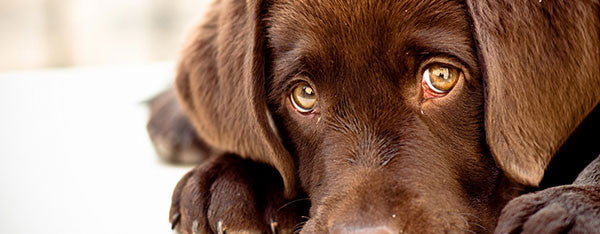 Pasningsvejledning for Hunde