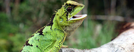 Pasningsvejledning for Kanthovedeleguan Acanthosaura lepidogaster