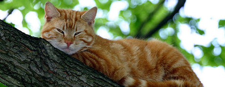 Pasningsvejledning for Katte