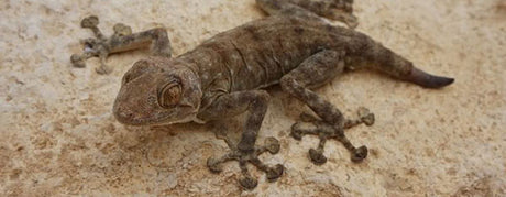 Pasningsvejledning for Smalfingergekko Stenodactylus sthenodactylus