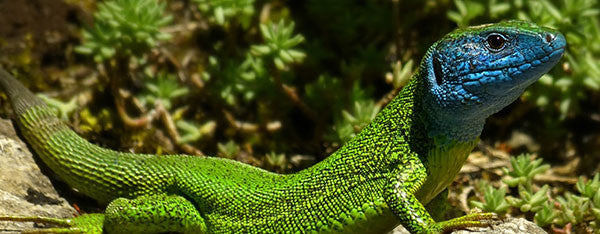 Pasningsvejledning for Smaragdfirben Lacerta viridis