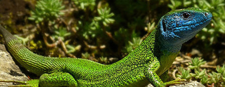 Pasningsvejledning for Smaragdfirben Lacerta viridis