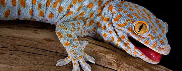 Pasningsvejledning for Tokaygekko Gekko gecko