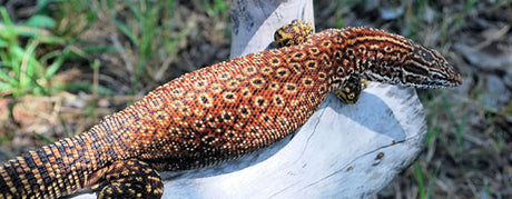 Pasningsvejledning for Tornhalevaran Varanus acanthurus