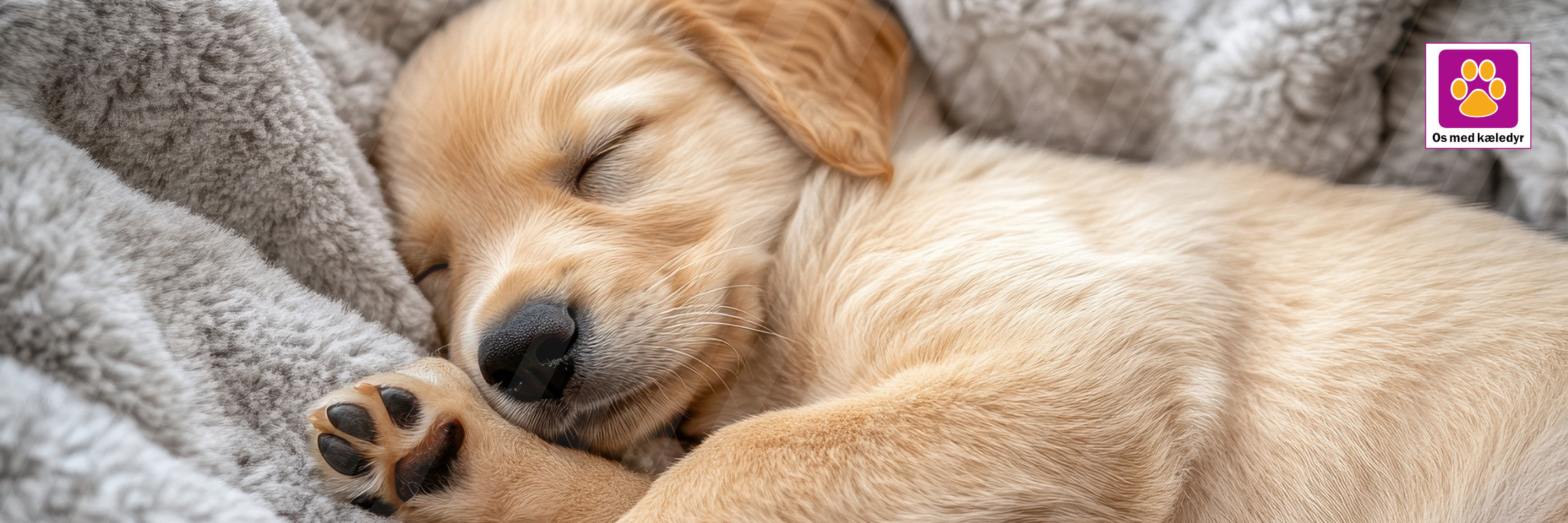 Sådan får du din hvalp til at sove hele natten