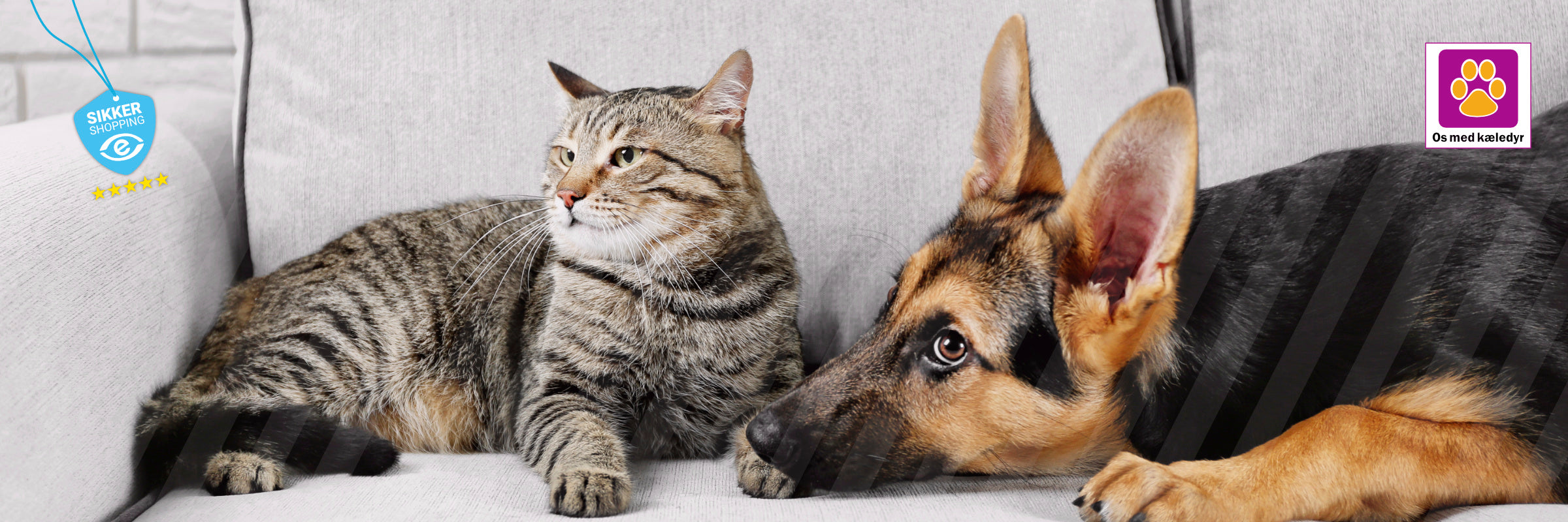 Sådan introducerer du en ny hvalp til din kat