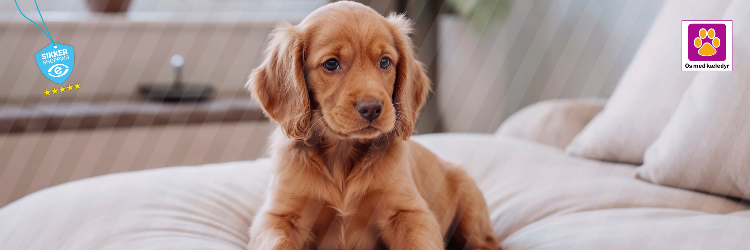 Sådan lærer du din hvalp at falde til ro og blive håndteret trygt